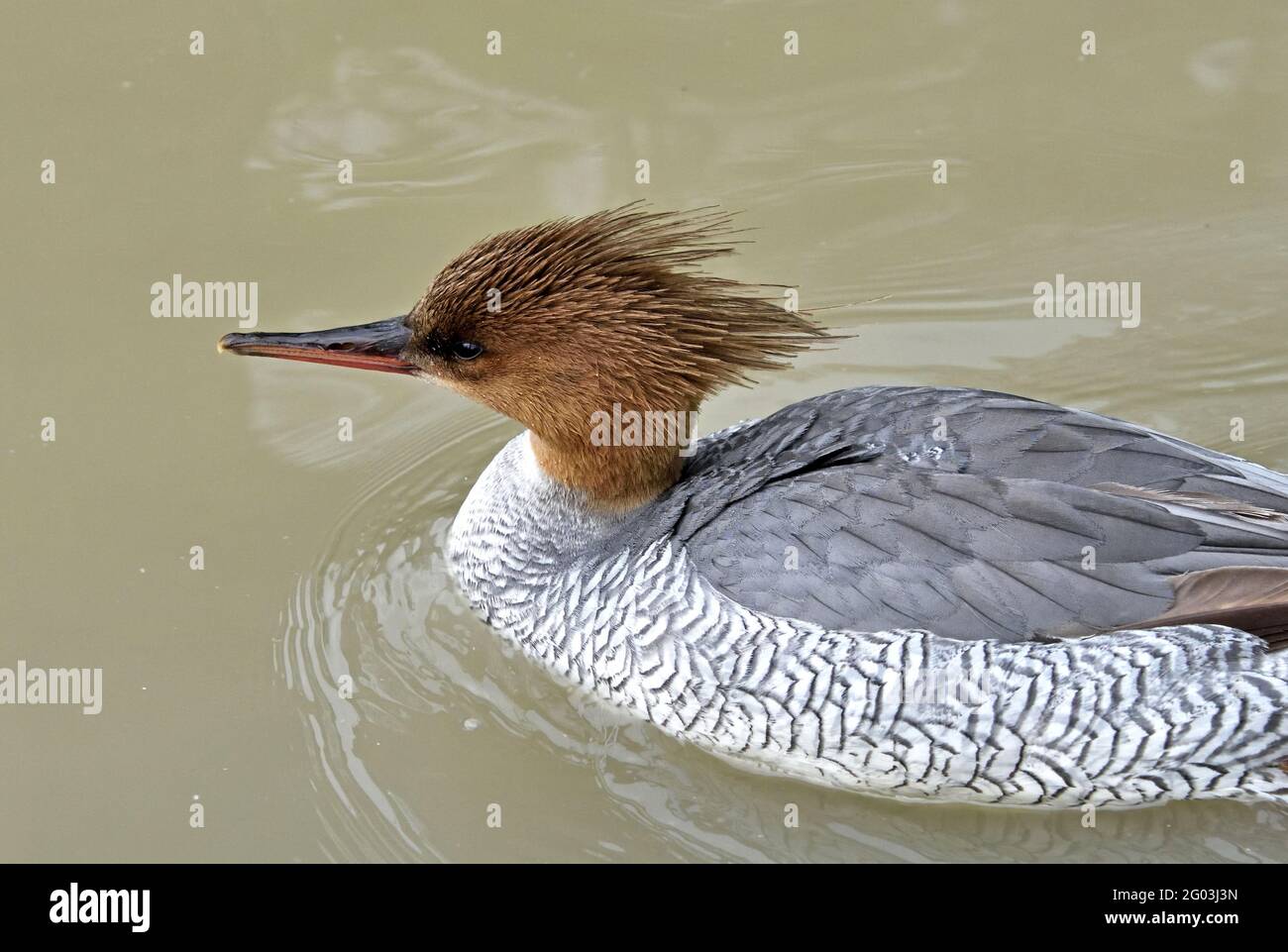 Close-uo eines weiblichen schuppigen Mergansers (Mergus squamatus) Schwimmen in einem flachen See in Southen England Stockfoto