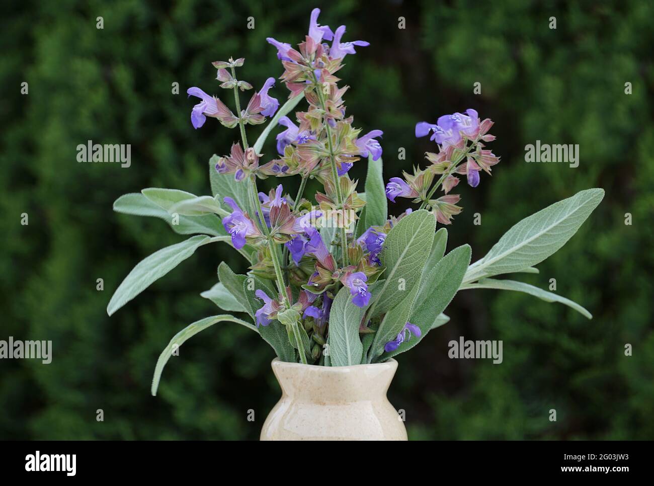 Mediterrane Kräuter Salvia officinalis, auch Salbei oder kulinarischer Salbei genannt, mit blühenden Zweigen und purpurn Blüten Stockfoto
