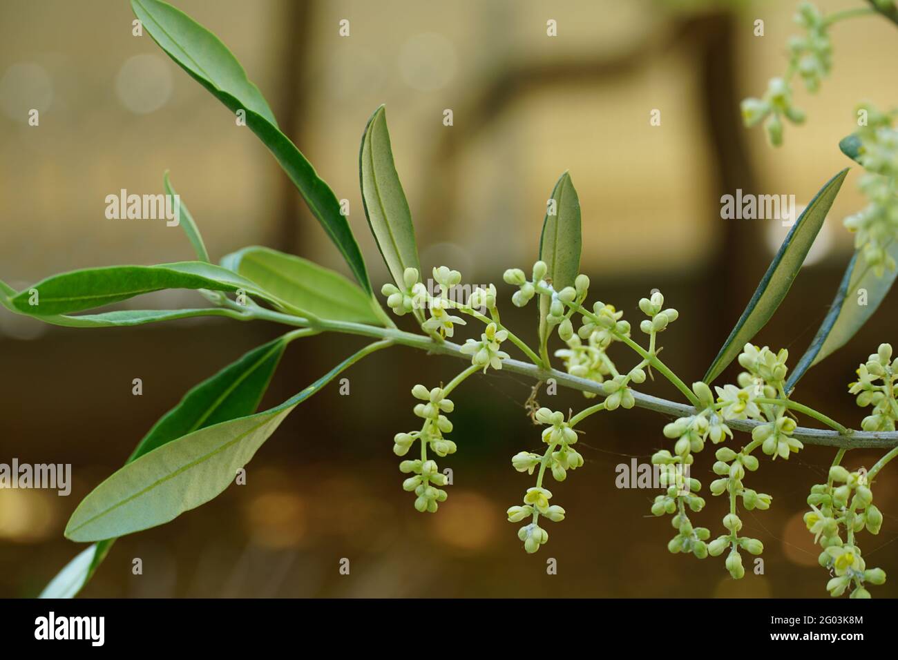 Natur und Landwirtschaft Hintergrund mit blühenden Zweig des Olivenbaums Olea europaea im Frühling Stockfoto