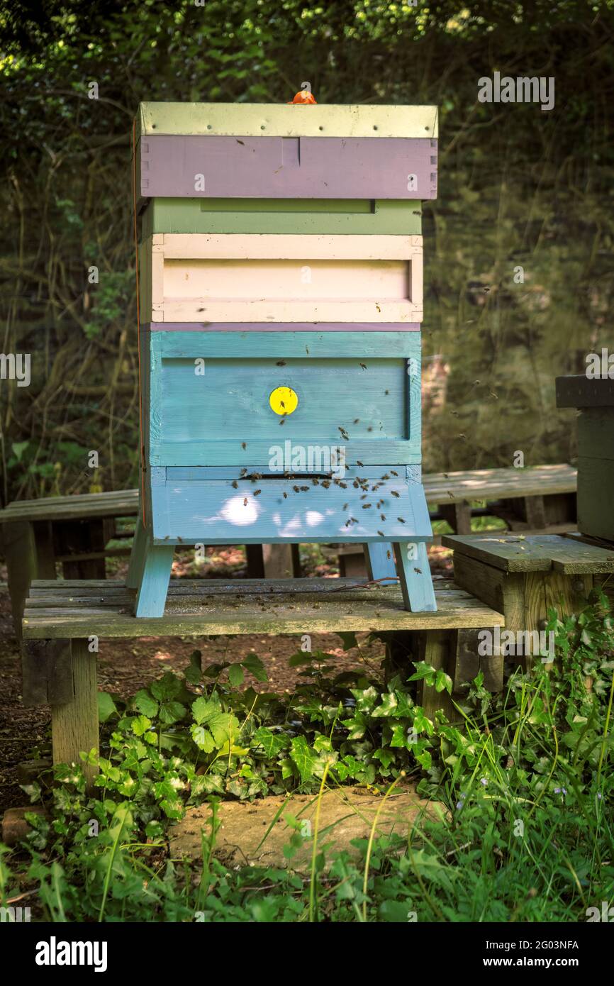 Eine Bienenkolonie schwärmen um den Eingang zu einem gut etablierten Bienenstock. Ein Bienenstock ist eine geschlossene Struktur, in der einige Honigbienenarten leben und produzieren Stockfoto