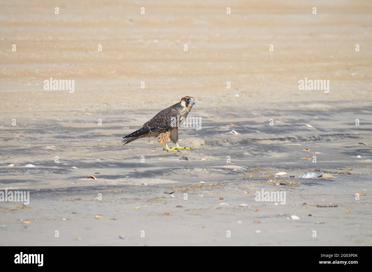 Ein Falke macht an einem sonnigen tag in carolina eine Pause. Stockfoto