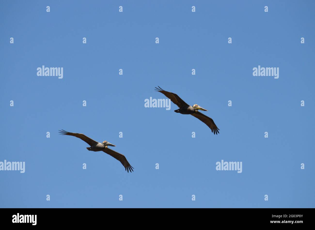 Ein Paar braune Pelikane gleiten mühelos durch die carolina Breeze. Stockfoto