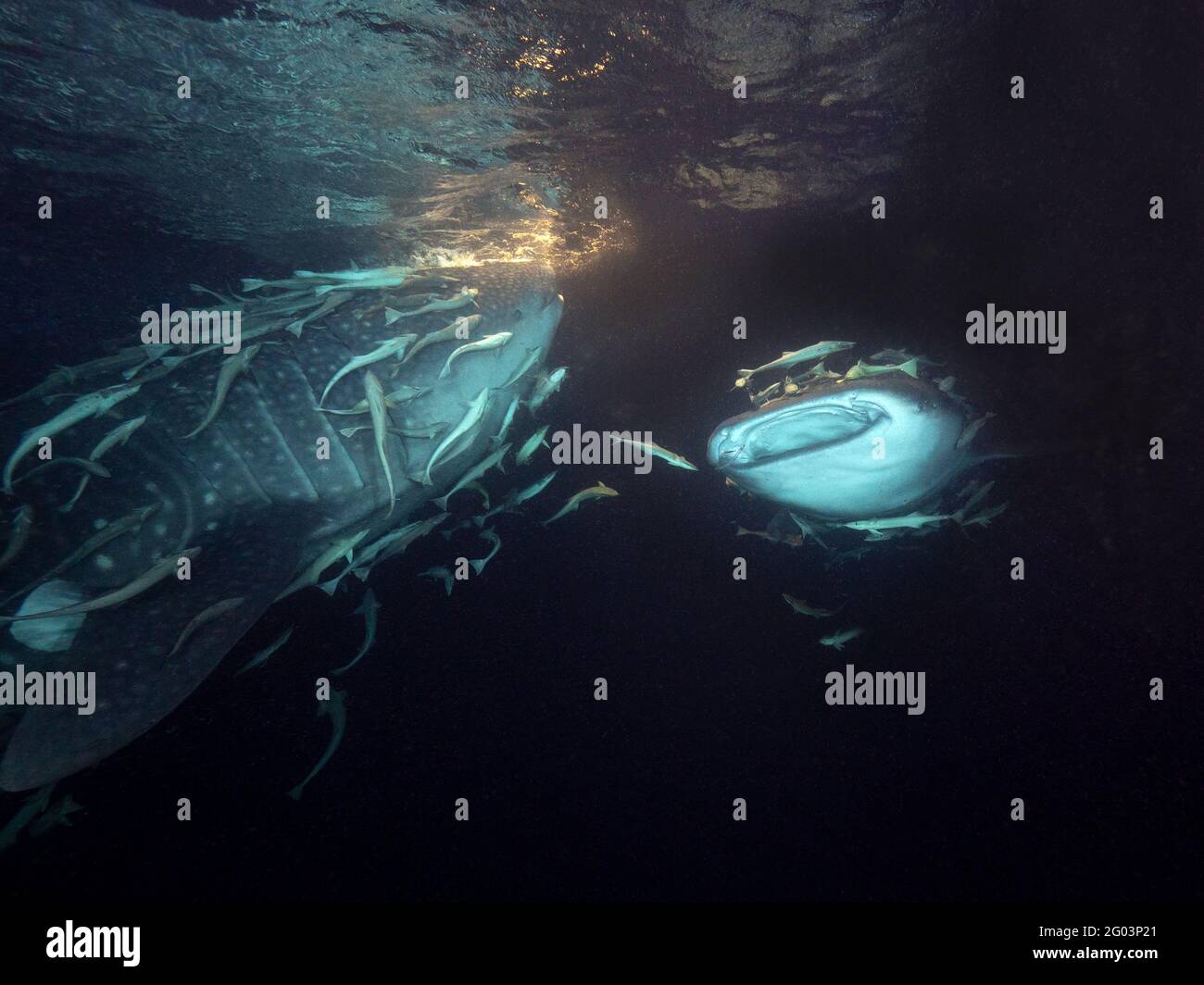 OLYMPUS DIGITALKAMERA Stockfoto