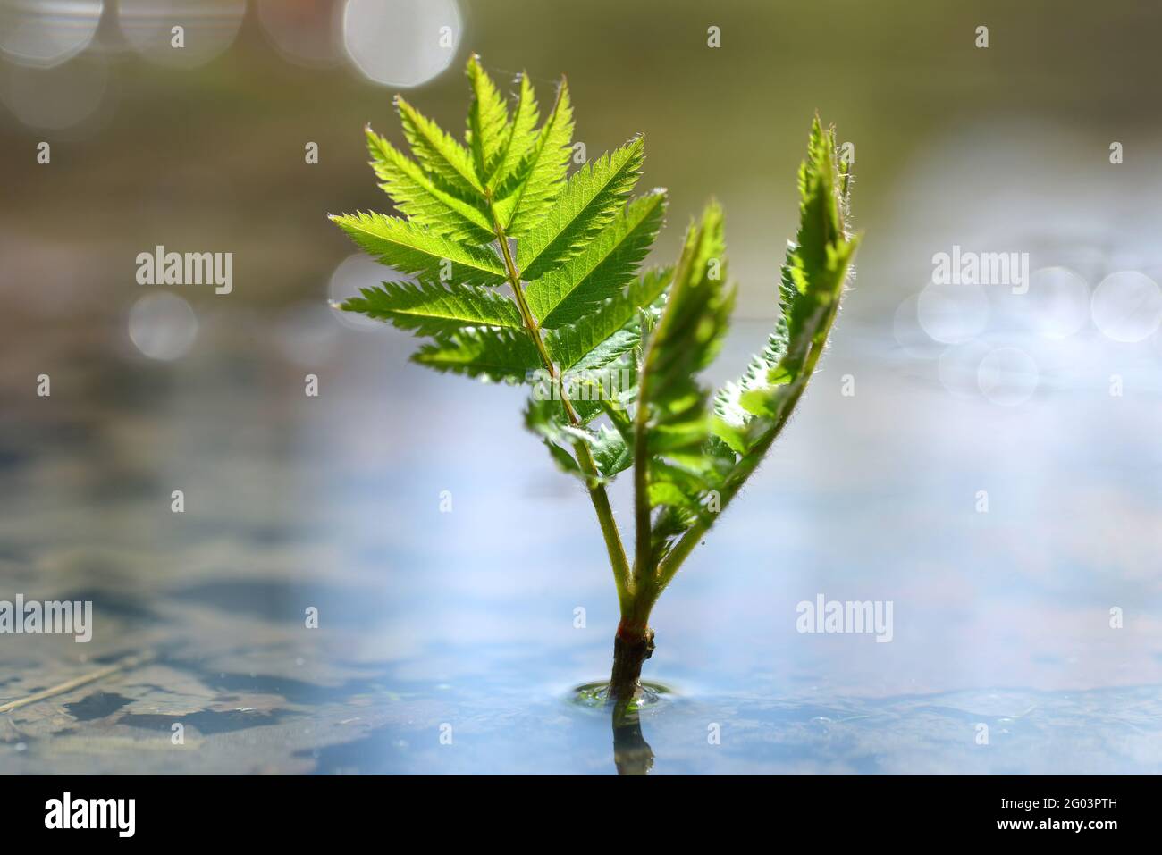 Junge Pflanze, die in einer Wasserpfütze wächst. Konzept des neuen Lebens. Stockfoto