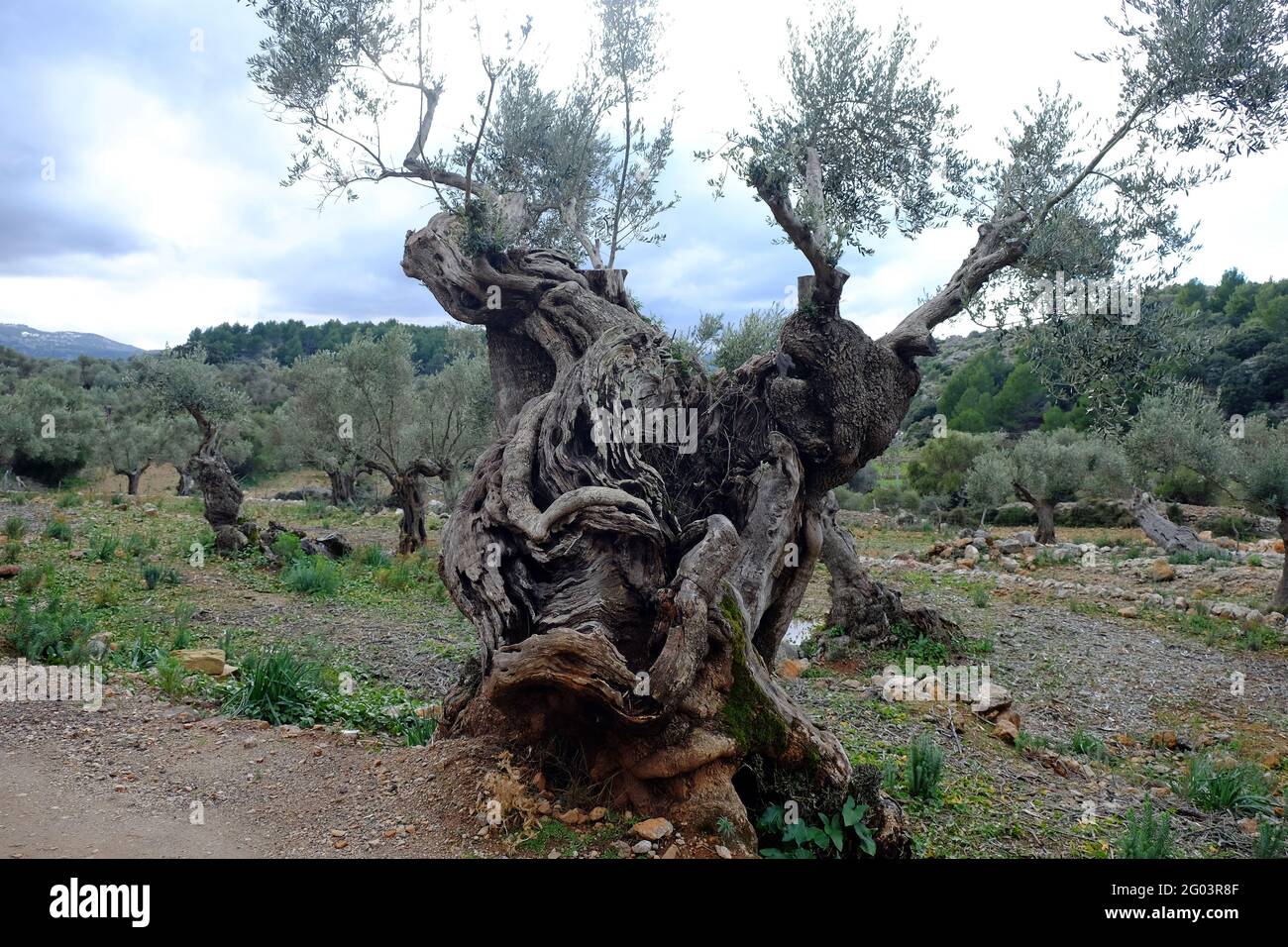 Olivenbäume, Sierra de Tramuntana Stockfoto