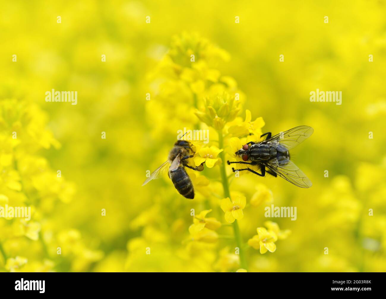 Fliegen Sie mit Honigbiene auf einer gelben Blume Barbarea vulgaris. Frühjahrssaison. Stockfoto