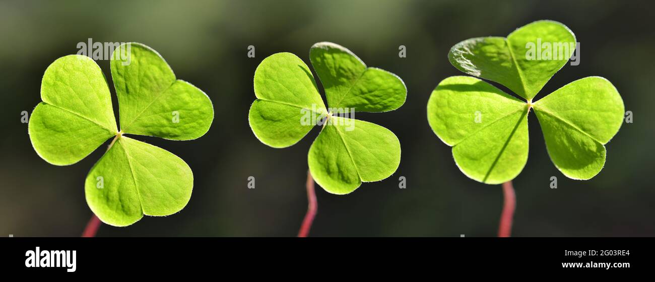 Laub aus Holzschnitzelholz (Oxalis acetosella). Panorama Natur Hintergrund. Stockfoto