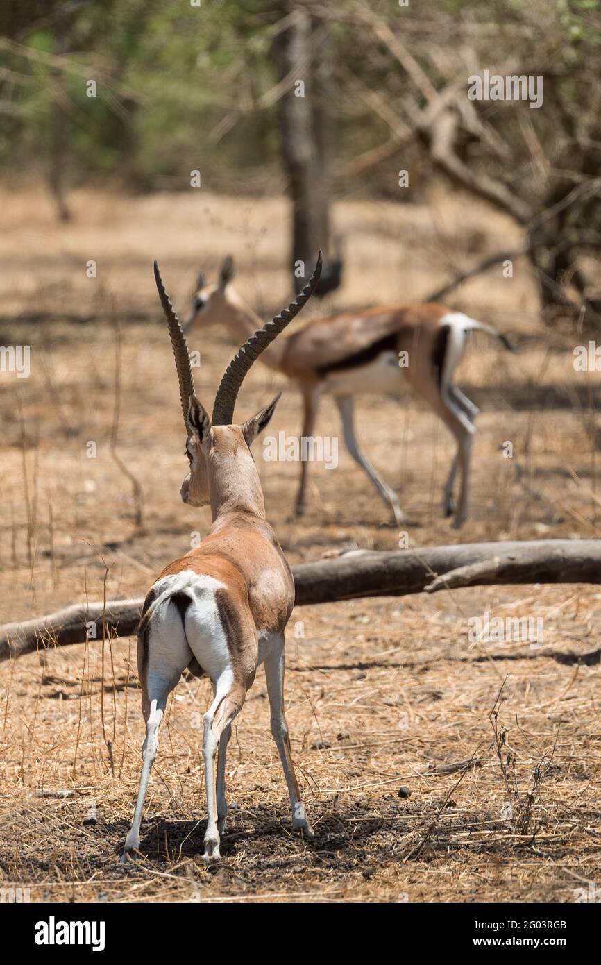 Grant's Gazelle - Nanger granti, kleine schnelle Antilope aus afrikanischer Savanne, Bale Mountains, Etiopia. Stockfoto