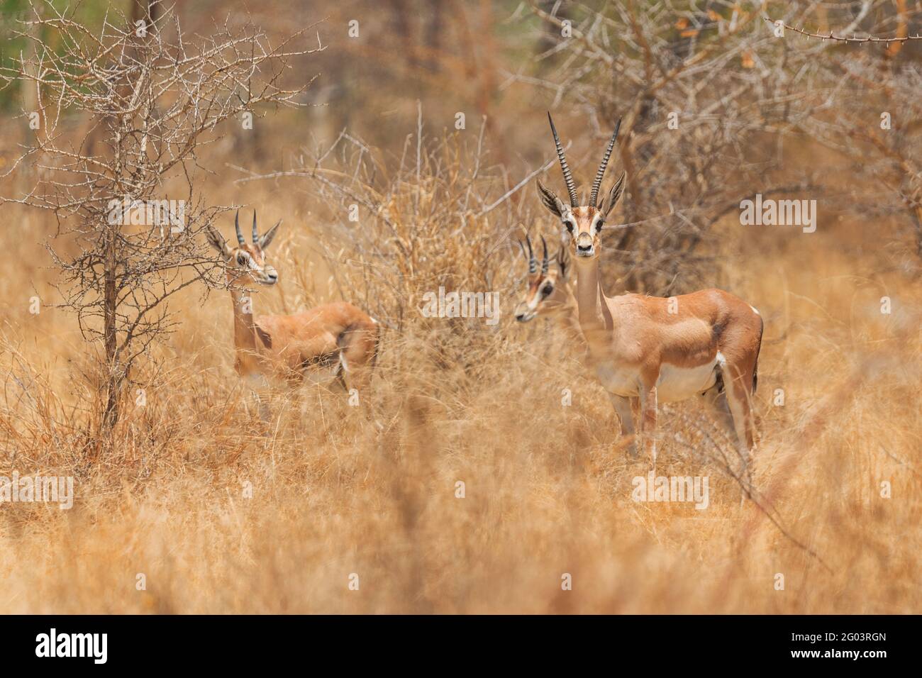 Grant's Gazelle - Nanger granti, kleine schnelle Antilope aus afrikanischer Savanne, Bale Mountains, Etiopia. Stockfoto