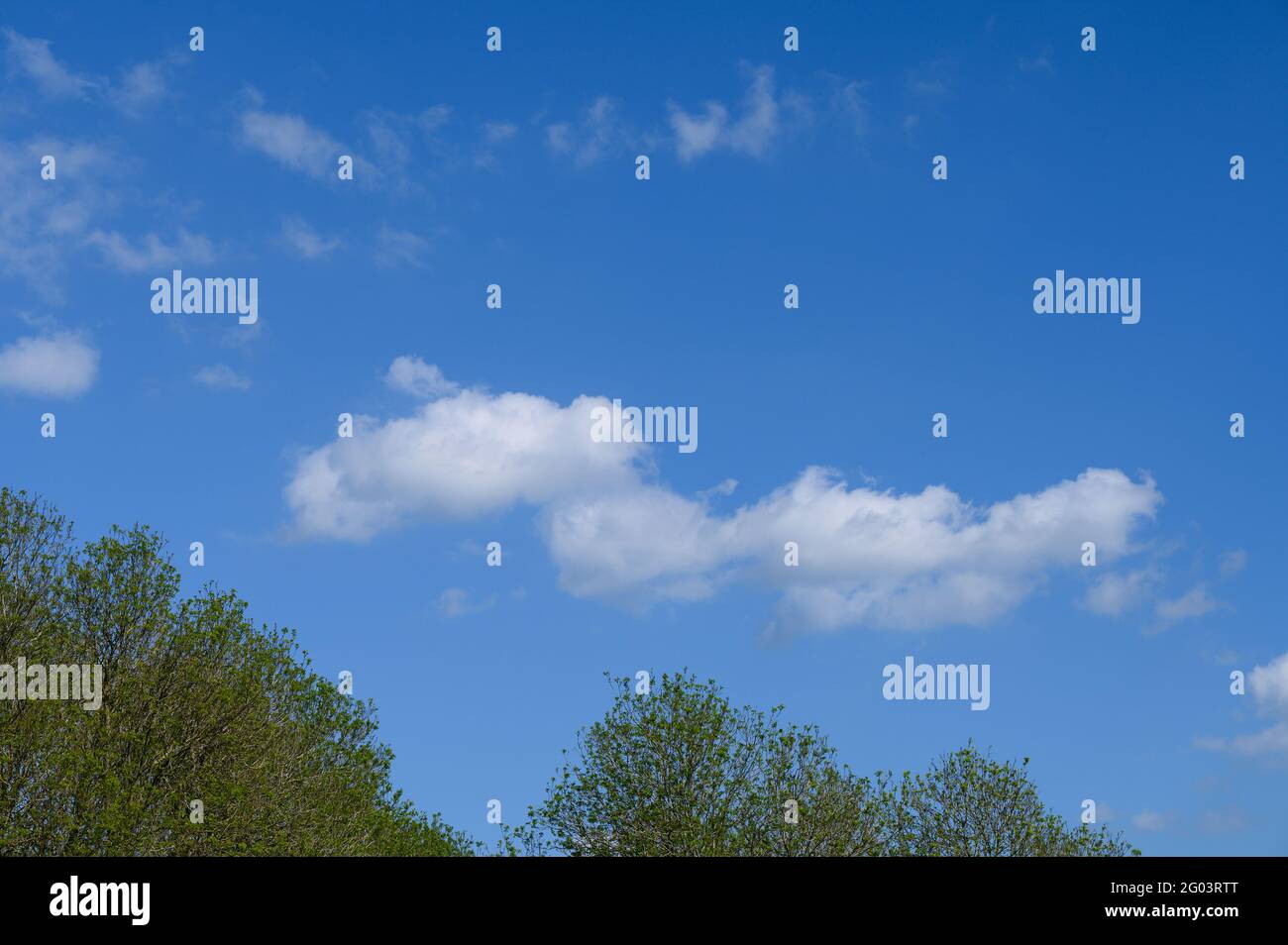Cumulus Wolken in einem klaren blauen Himmel über einer Linie Von Bäumen Stockfoto