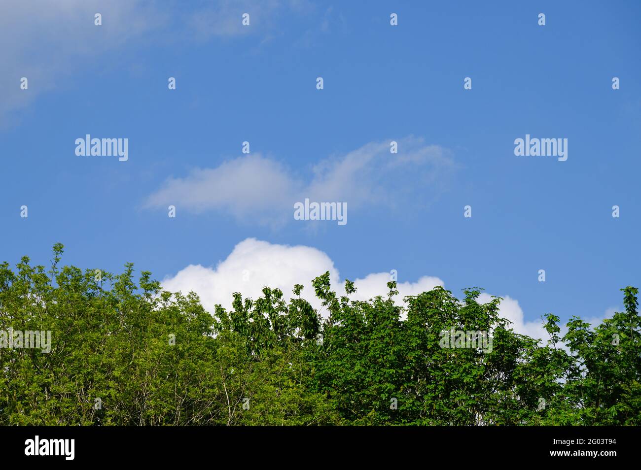 Cumulus Wolken in einem klaren blauen Himmel über einer Linie Von Bäumen Stockfoto