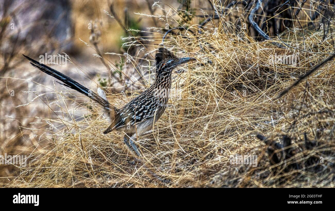 Größerer Roadrunner in der Sonoran-Wüste in der Nähe von Phoenix, Arizona Stockfoto
