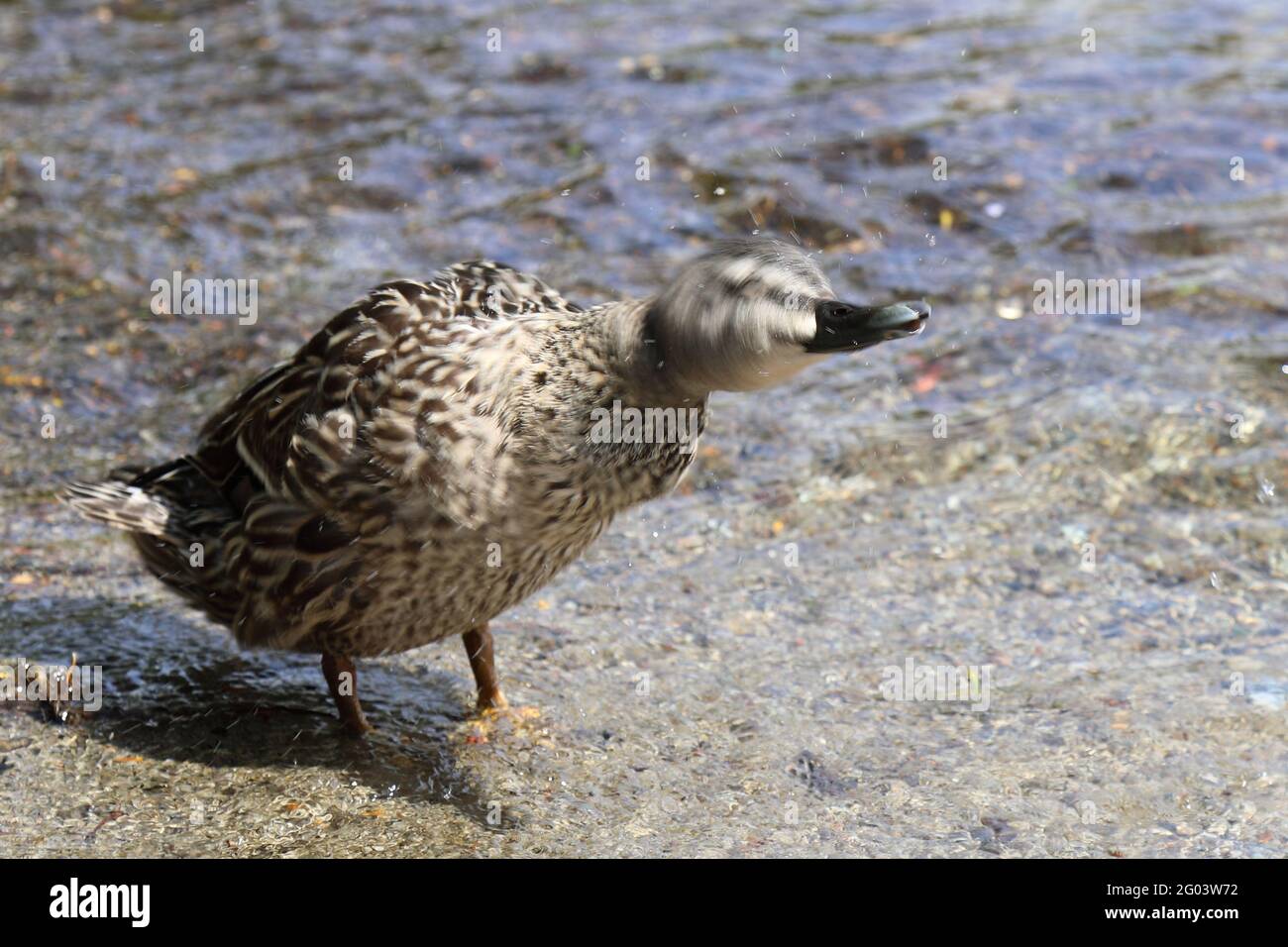 Stockente / Stockente / Anas Platyrhynchos Stockfoto