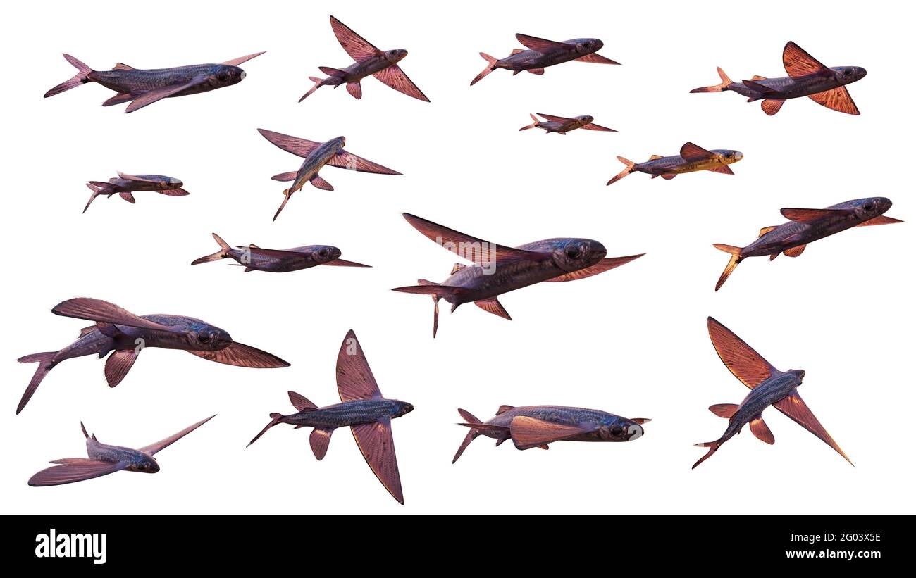 Fliegende Fische, Satz von vielen Exocoetidae isoliert auf weißem Hintergrund Stockfoto