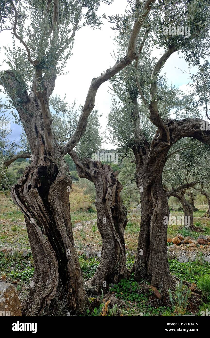 Olivenbäume, Sierra de Tramuntana Stockfoto