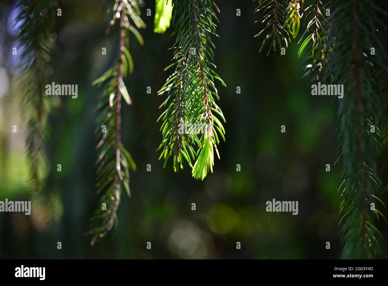 Ein Zweig aus europäischer Fichte oder Picea abies mit jungen Trieben. Sorte Virgata oder Schlangenzweig Fichte. Stockfoto