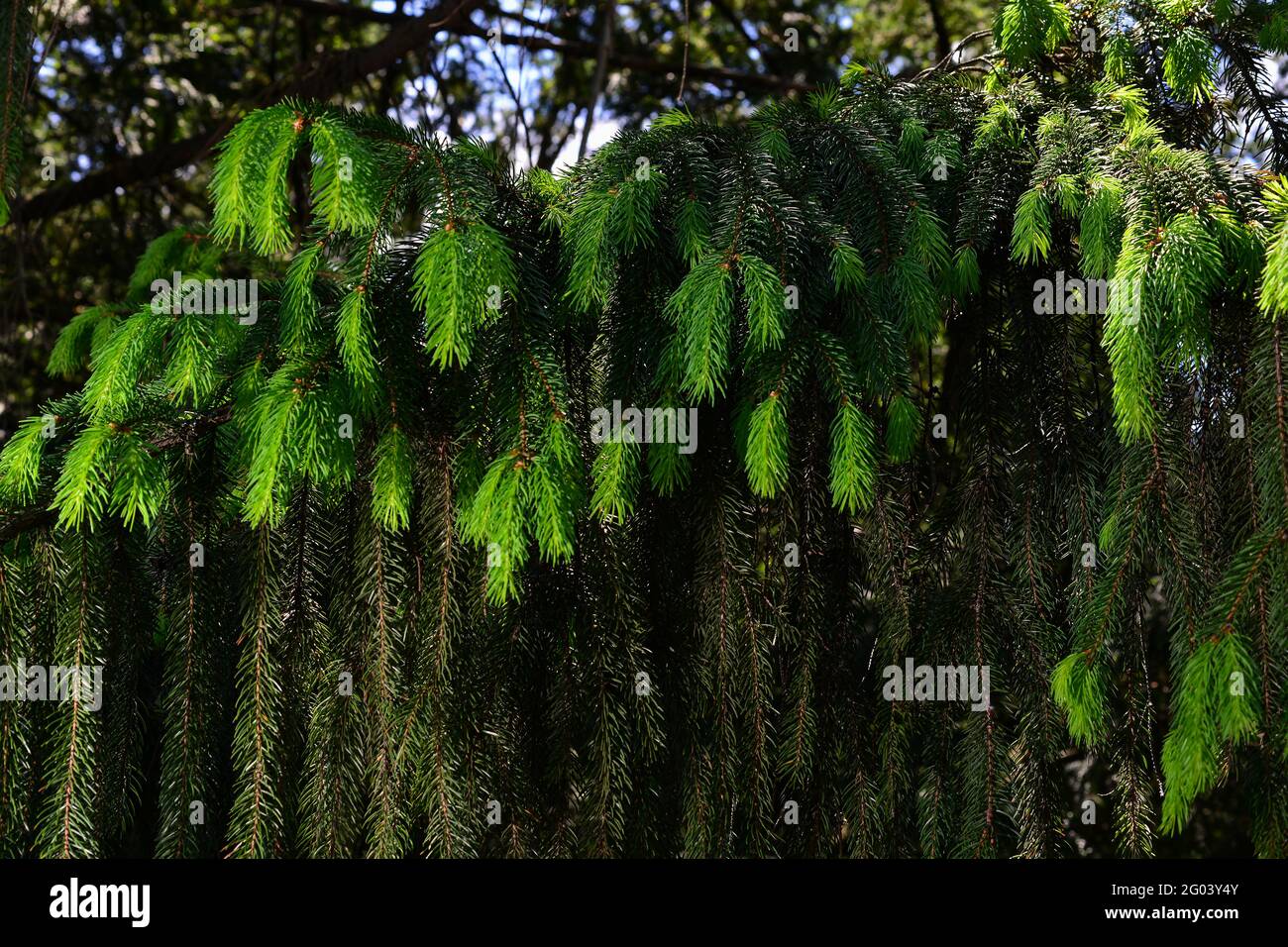 Ein Zweig aus europäischer Fichte oder Picea abies mit jungen Trieben. Sorte Virgata oder Schlangenzweig Fichte. Stockfoto