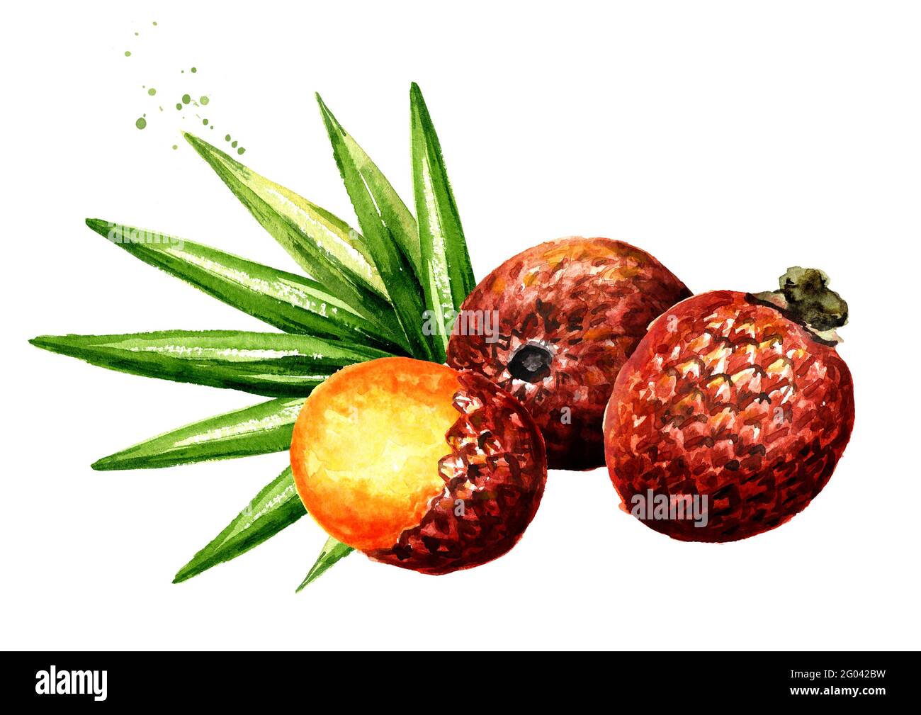 Exotische Buriti Fruit Aguaje oder Moriche Palmfrucht mauritia flexuosa. Aquarell handgezeichnete Illustration isoliert auf weißem Hintergrund Stockfoto