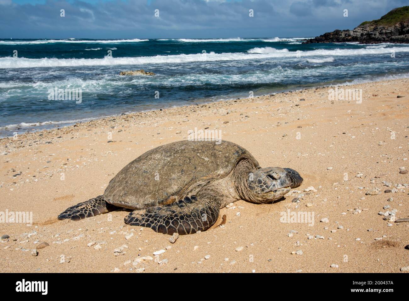 Maui, Hawaii. Hawaiianische grüne Meeresschildkröte (Chelonia mydas), die am Strand neben dem pazifischen Ozean ruht. Stockfoto