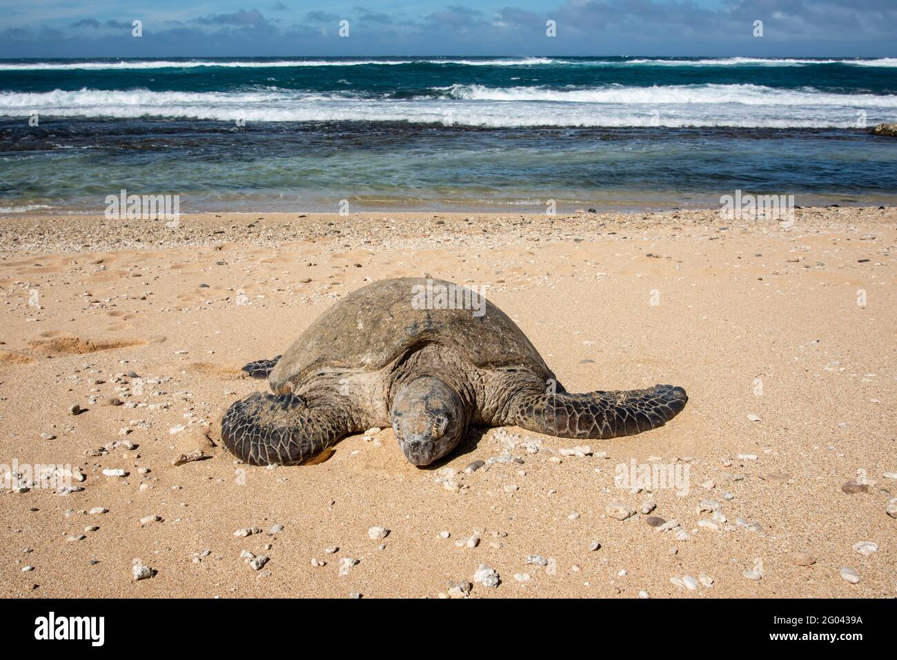 Maui, Hawaii. Hawaiianische grüne Meeresschildkröte (Chelonia mydas), die am Strand neben dem pazifischen Ozean ruht. Stockfoto