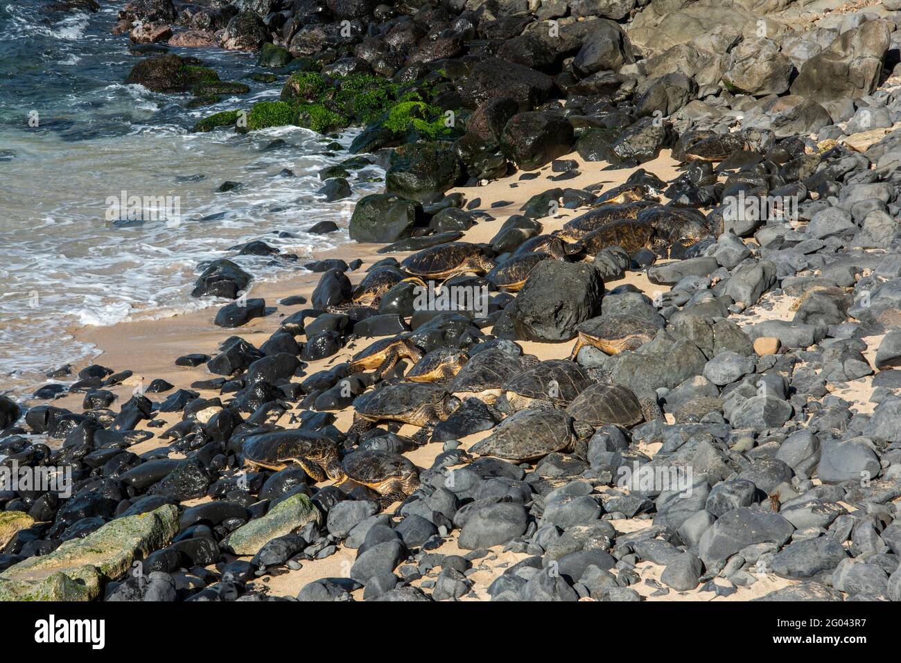 Maui, Hawaii. Ho'okipa Beach Park. Hawaiianische grüne Meeresschildkröten (Chelonia mydas) fügen sich in die Landschaft ein, während sie sich bei Sonnenuntergang auf den Felsen ausruhen. Stockfoto