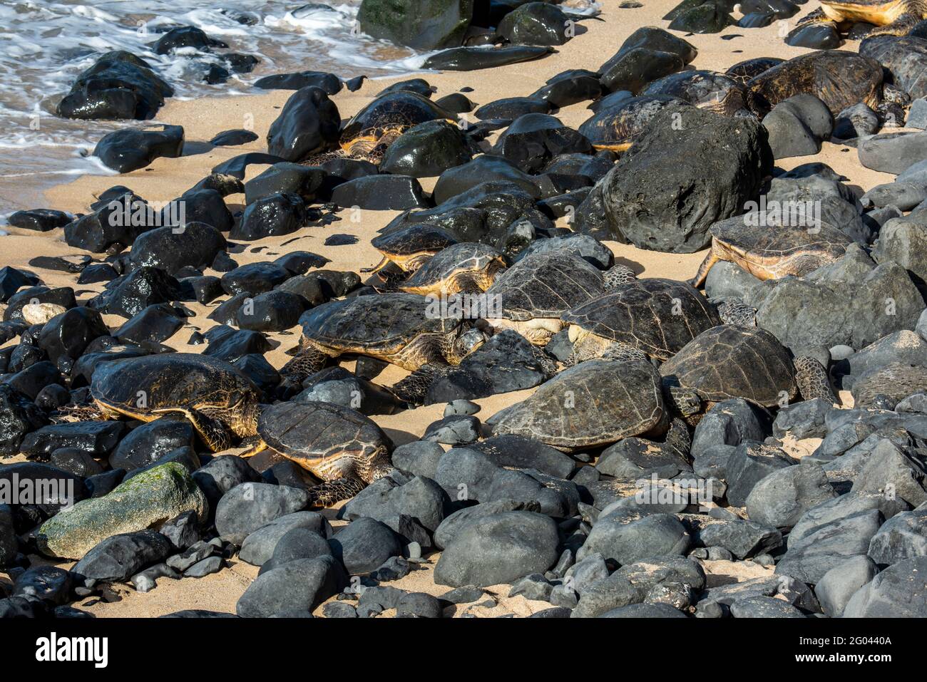 Maui, Hawaii. Ho'okipa Beach Park. Hawaiianische grüne Meeresschildkröten (Chelonia mydas) fügen sich in die Landschaft ein, während sie sich bei Sonnenuntergang auf den Felsen ausruhen. Stockfoto