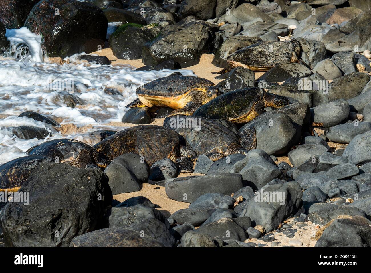 Maui, Hawaii. Ho'okipa Beach Park. Hawaiianische grüne Meeresschildkröten (Chelonia mydas) fügen sich in die Landschaft ein, während sie sich bei Sonnenuntergang auf den Felsen ausruhen. Stockfoto