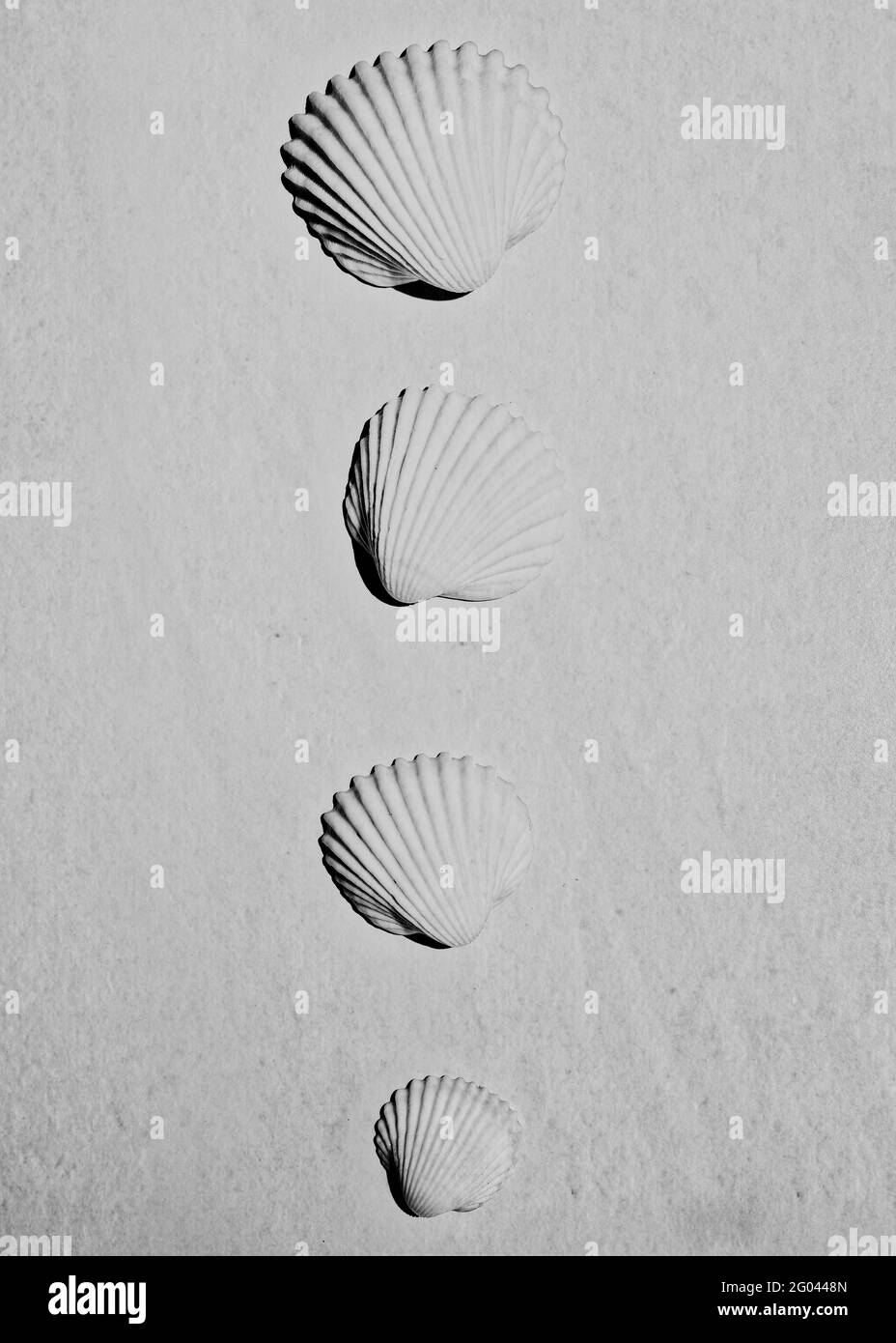 Vier schwarze und weiße Muscheln auf dem Sand im Strand Stockfoto