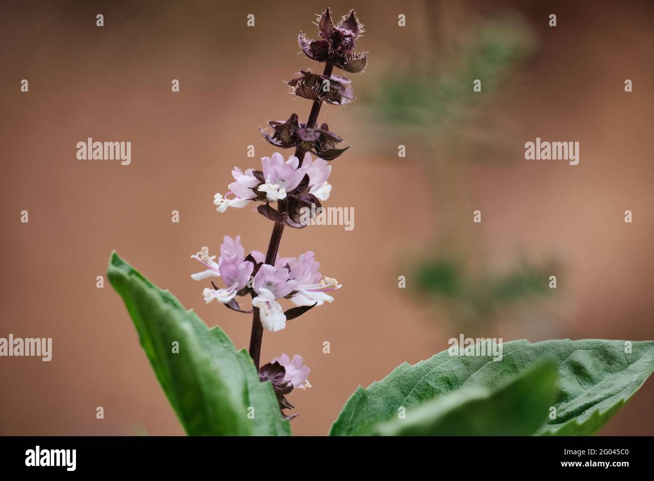 Blütenstände des blühenden großen Basilikums Ocimum basilicum Stockfoto
