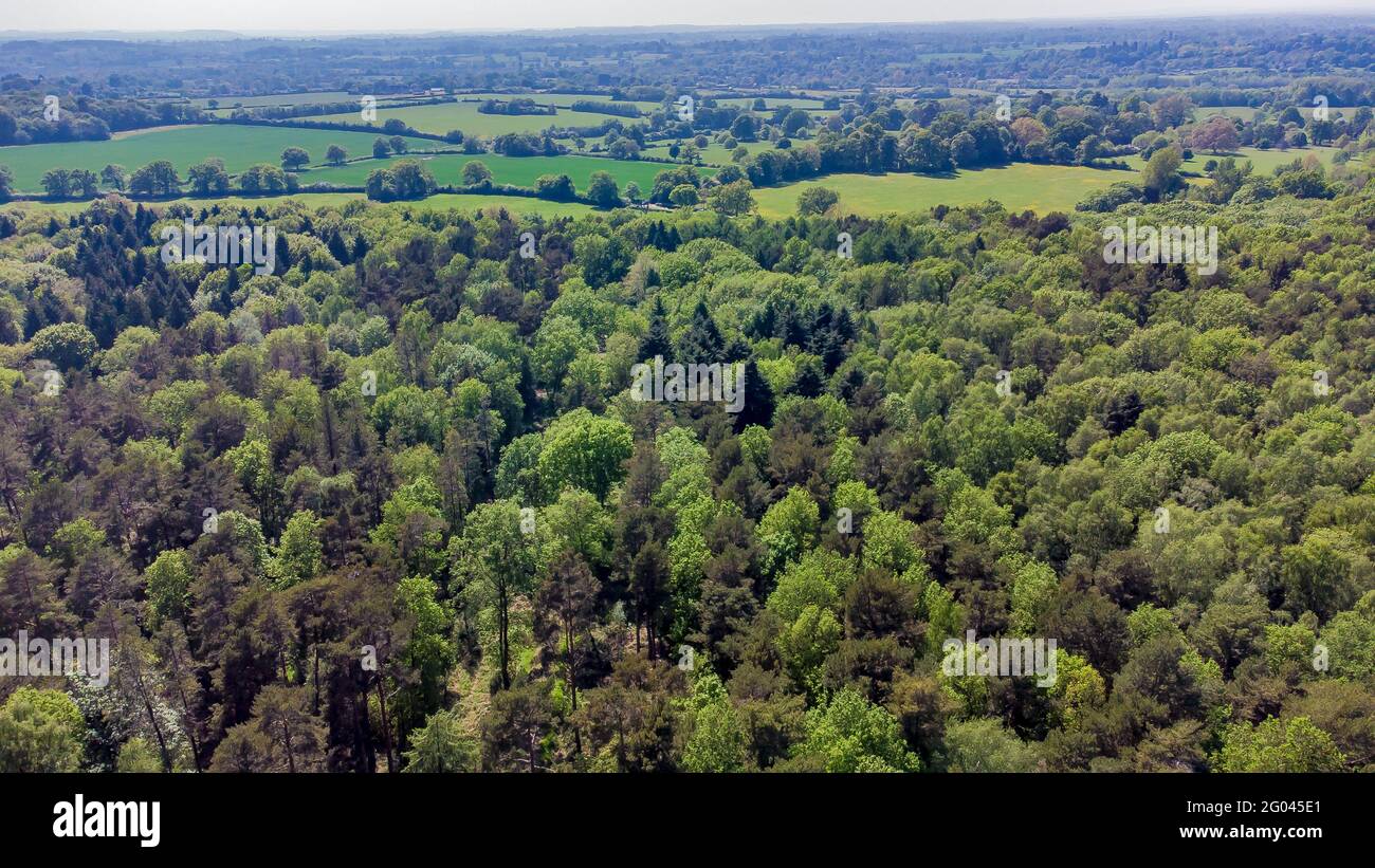 Wald von oben, englische Landschaft Stockfoto