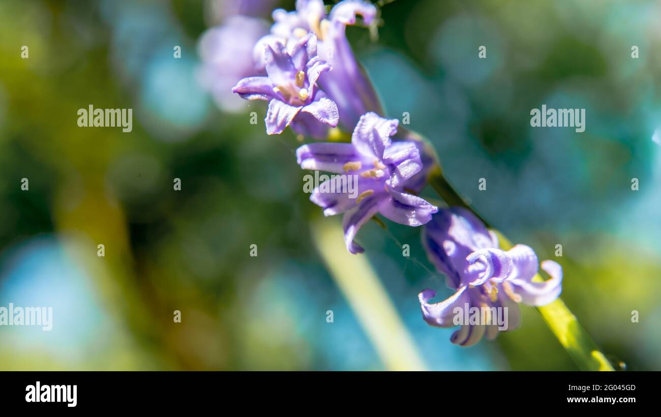 4 Bluebells auf einem Stiel Stockfoto