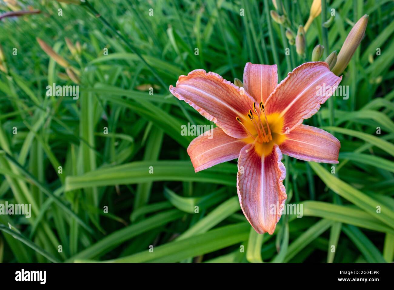 Orangene Taglilienblüte gegen grüne Blätter Stockfoto