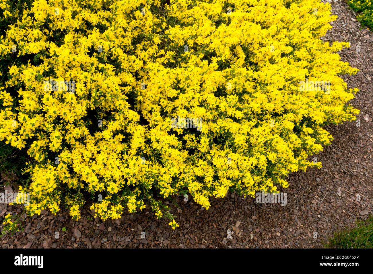 Cytisus decumbens Gelber Strauch Gartensaum Blumen wachsende Pflanze Besen Stockfoto
