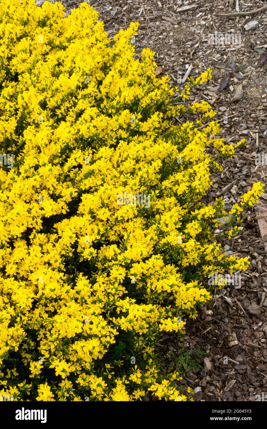 Prostrate Besen Cytisus decumbens Gelber Strauch Gartensaum Blumen wachsende Pflanze Besen Stockfoto