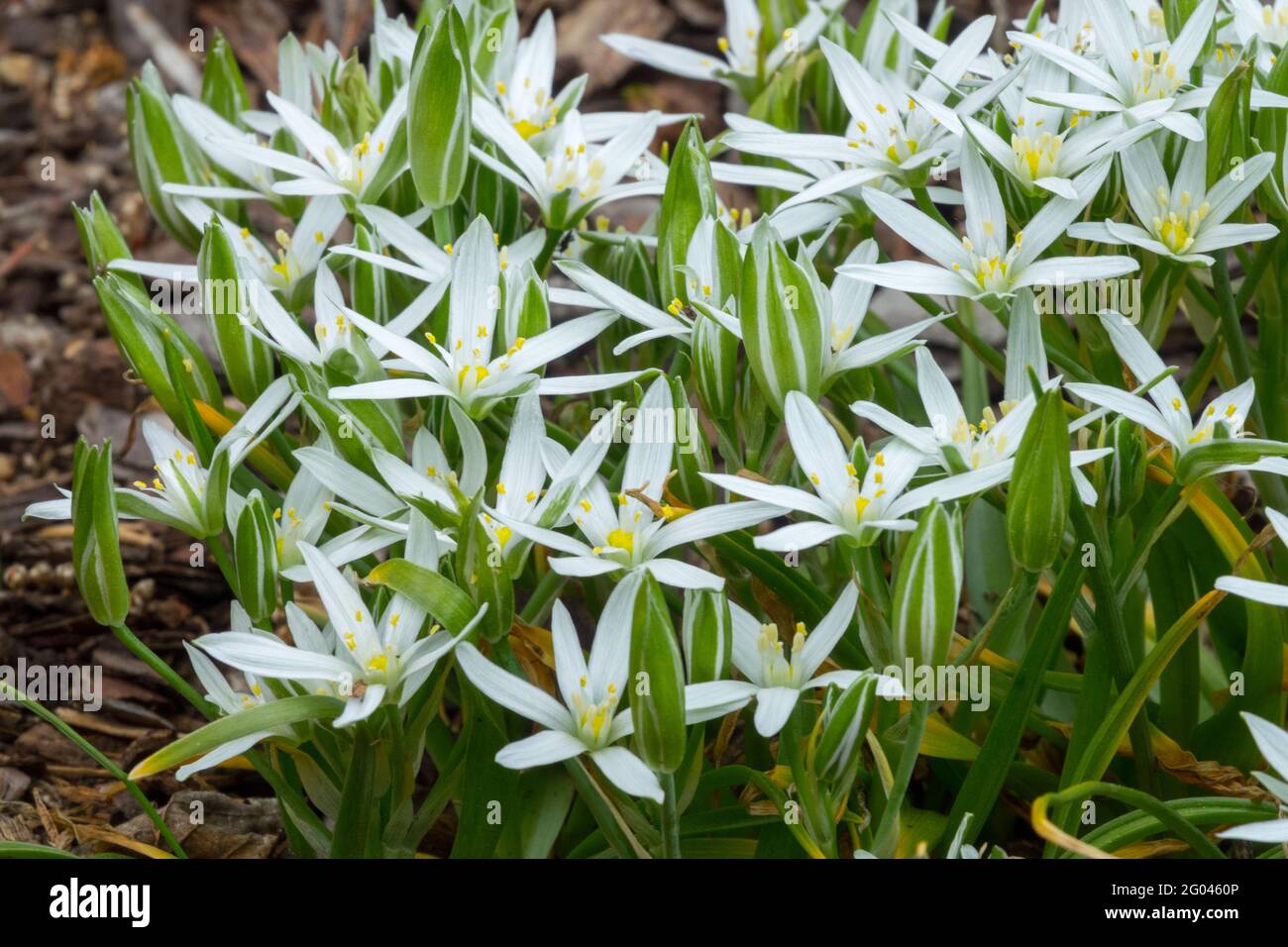 Ornithogalum umbellatum Ornithogalum Star of Bethlehem Sleepydick Nickerchen mittags Weiße sternförmige Blüten bulbous mehrjährige Pflanze Stockfoto