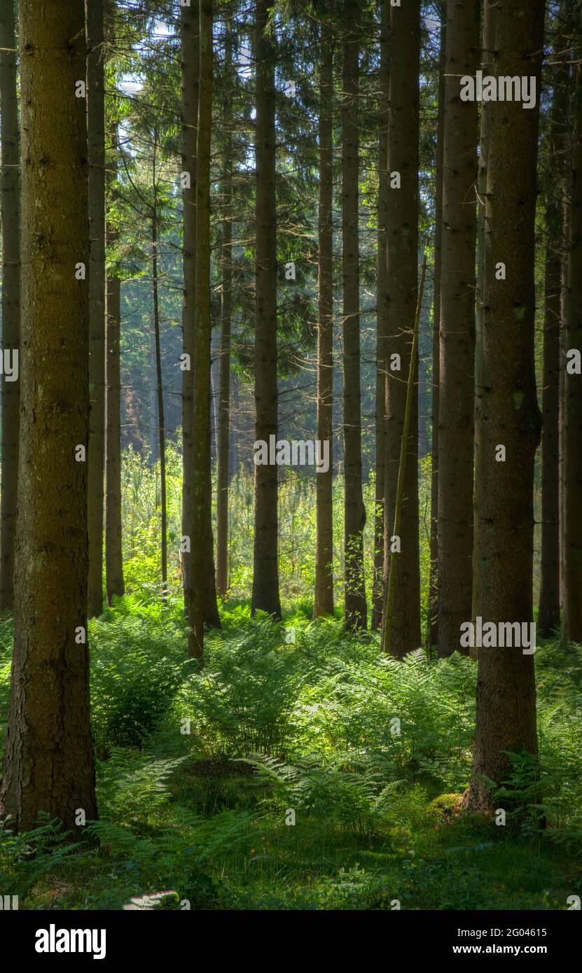 Schattierungen von Grün in einem Wald im Sonnenlicht des frühen Morgens: Gerade Stämme von Kiefern und Farnen Stockfoto