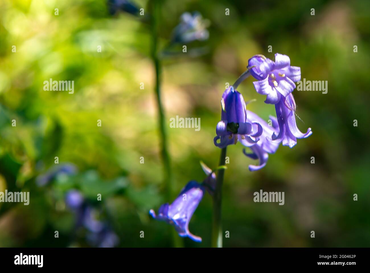 Bluebell im Sommerschatten Stockfoto