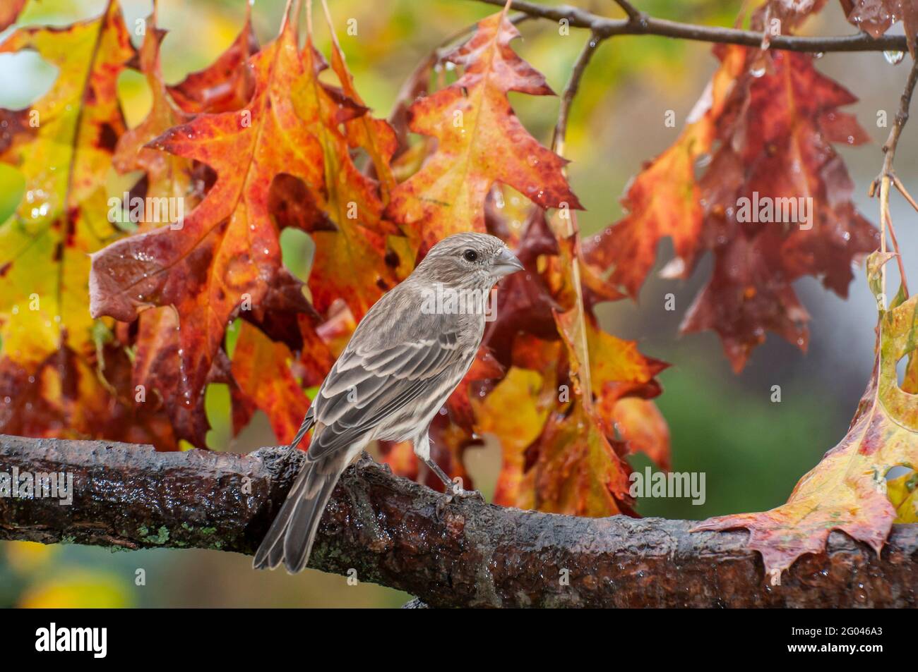 Vadnais Heights, Minnesota. Weibliche Hausfink, Carpodacus mexicanus, thront auf einem Zweig mit schöner Herbstfarbe. Stockfoto