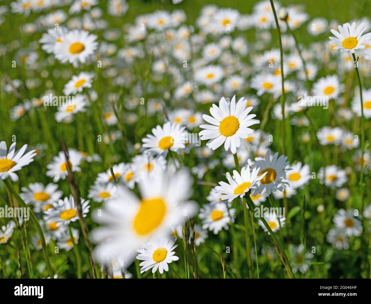 Blühende Marguerite, Leucanthemum, im Frühjahr Stockfoto