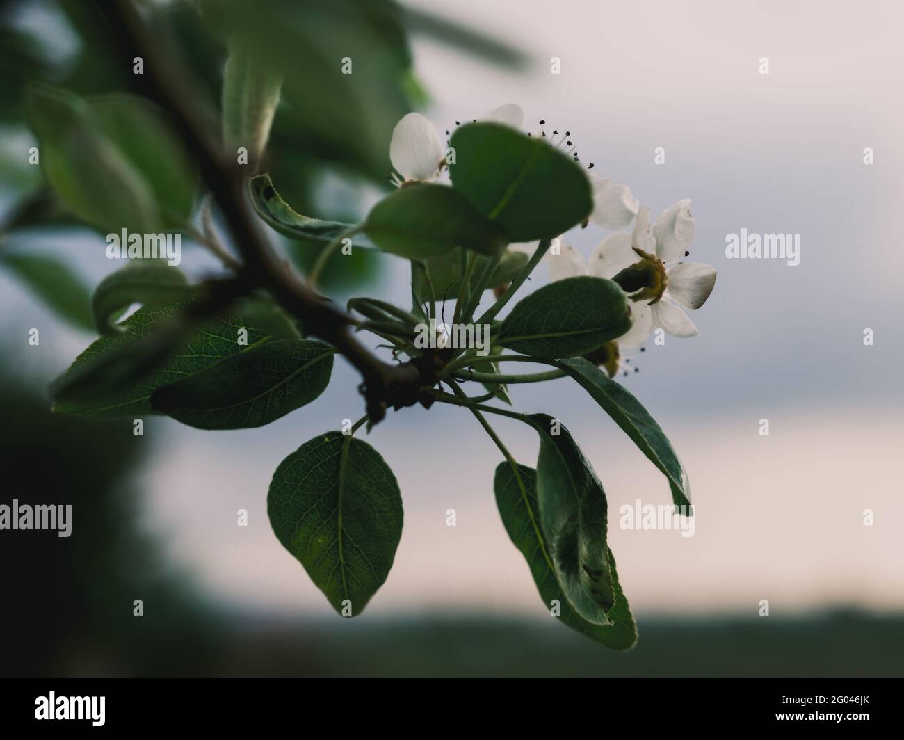 Blumen an einem Frühlingstag Stockfoto