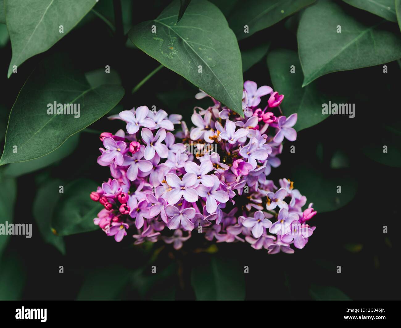 Blumen an einem Frühlingstag Stockfoto