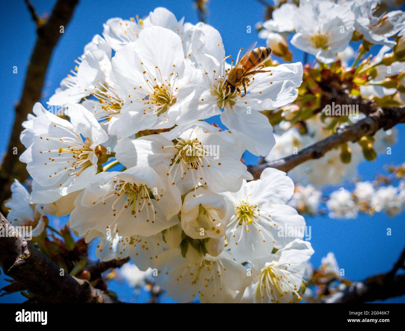 Kirschblüte Stockfoto