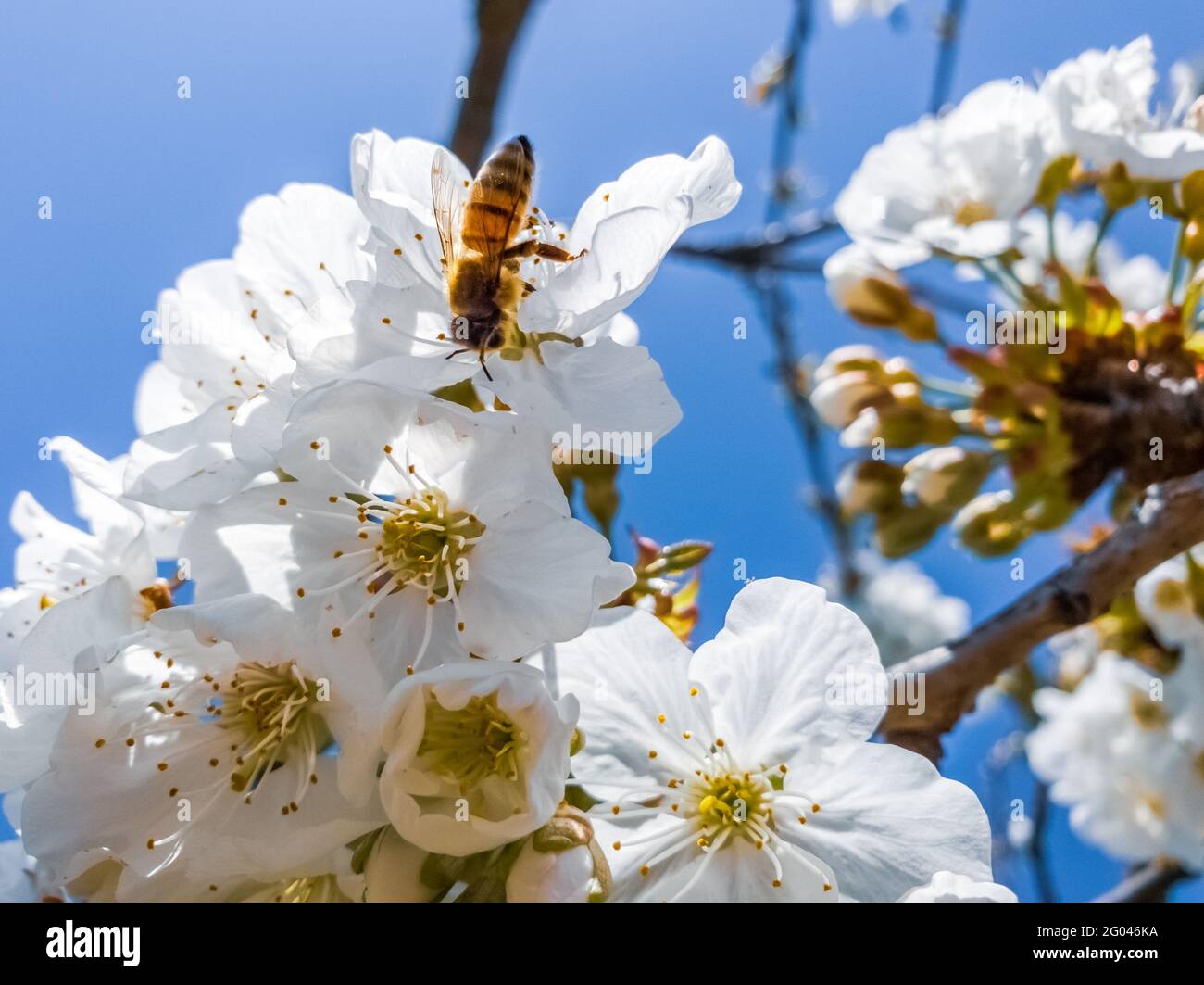 Kirschblüte Stockfoto