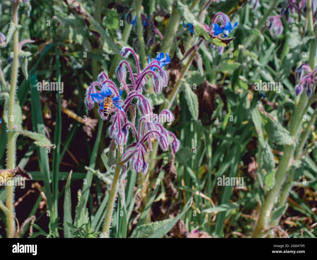 Blumen an einem Frühlingstag Stockfoto