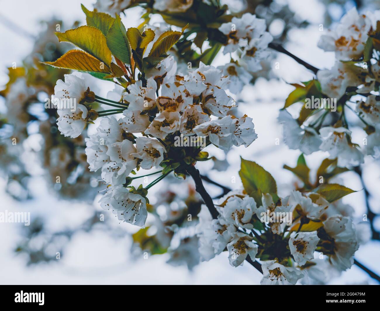 Kirschblüte Stockfoto