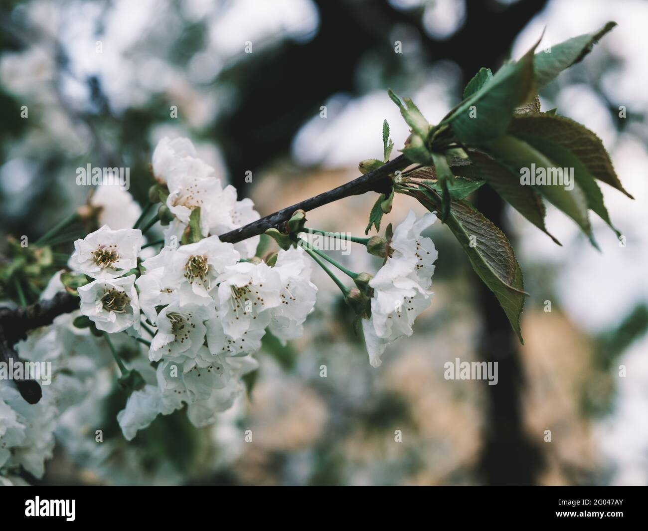 Blüte eines Kirschbaums Stockfoto