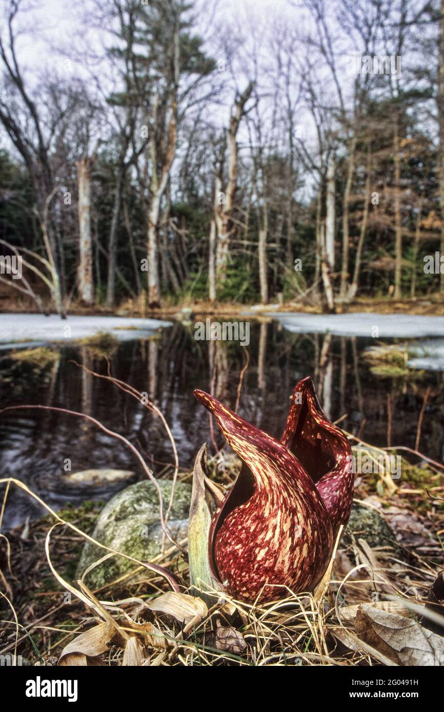 Skunk-Kohl am Rand eines Teiches in der Quabbin Reservoir Stockfoto