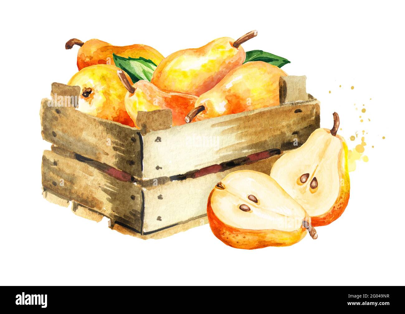 Box mit frischen reifen roten gelben Honig Birne Früchte. Handgezeichnete Aquarellillustration, isoliert auf weißem Hintergrund Stockfoto