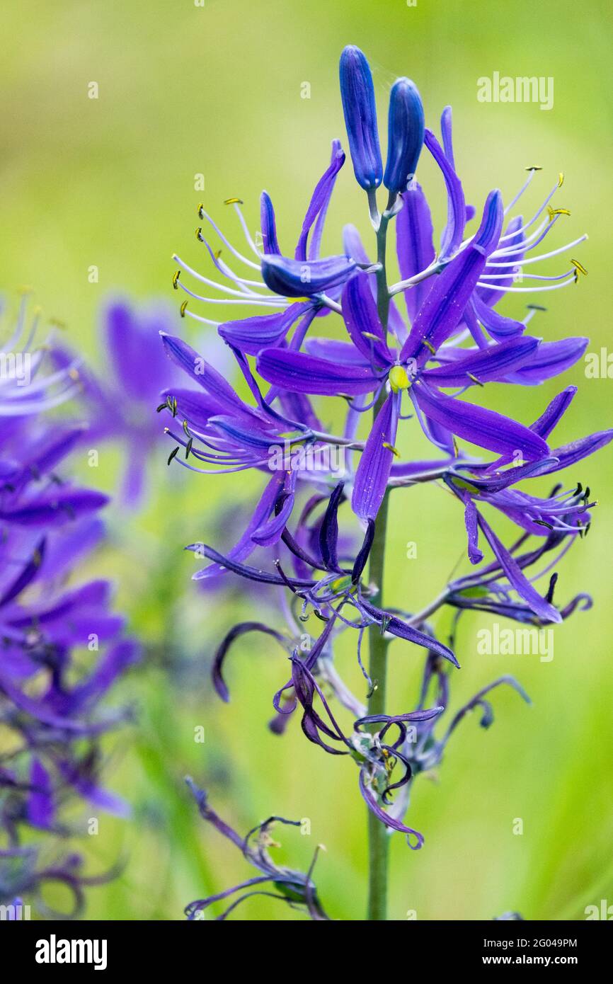 Camassia Leichtlinii Blaue Blume große Kamas Wilde Hyazinthe Nahaufnahme Blume Gemeine Camassia-Quamash Stockfoto