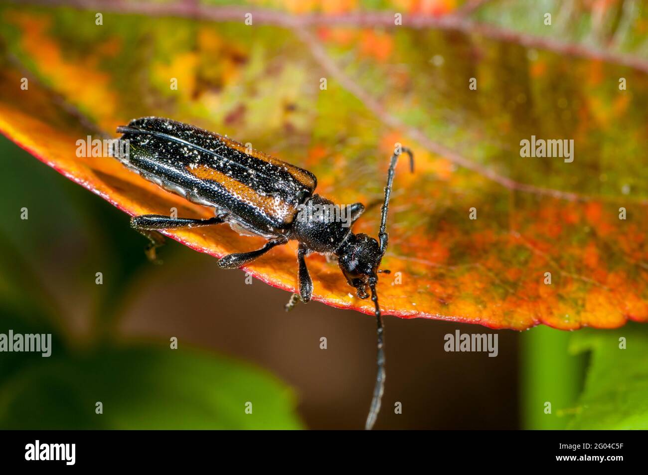 Vadnais Heights, Minnesota. John H. Allison Forest. Langhornkäfer, Strangalepta abbreviata auf rotem Blatt im Sommer. Stockfoto